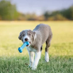 KONG Puppy Goodie Bone