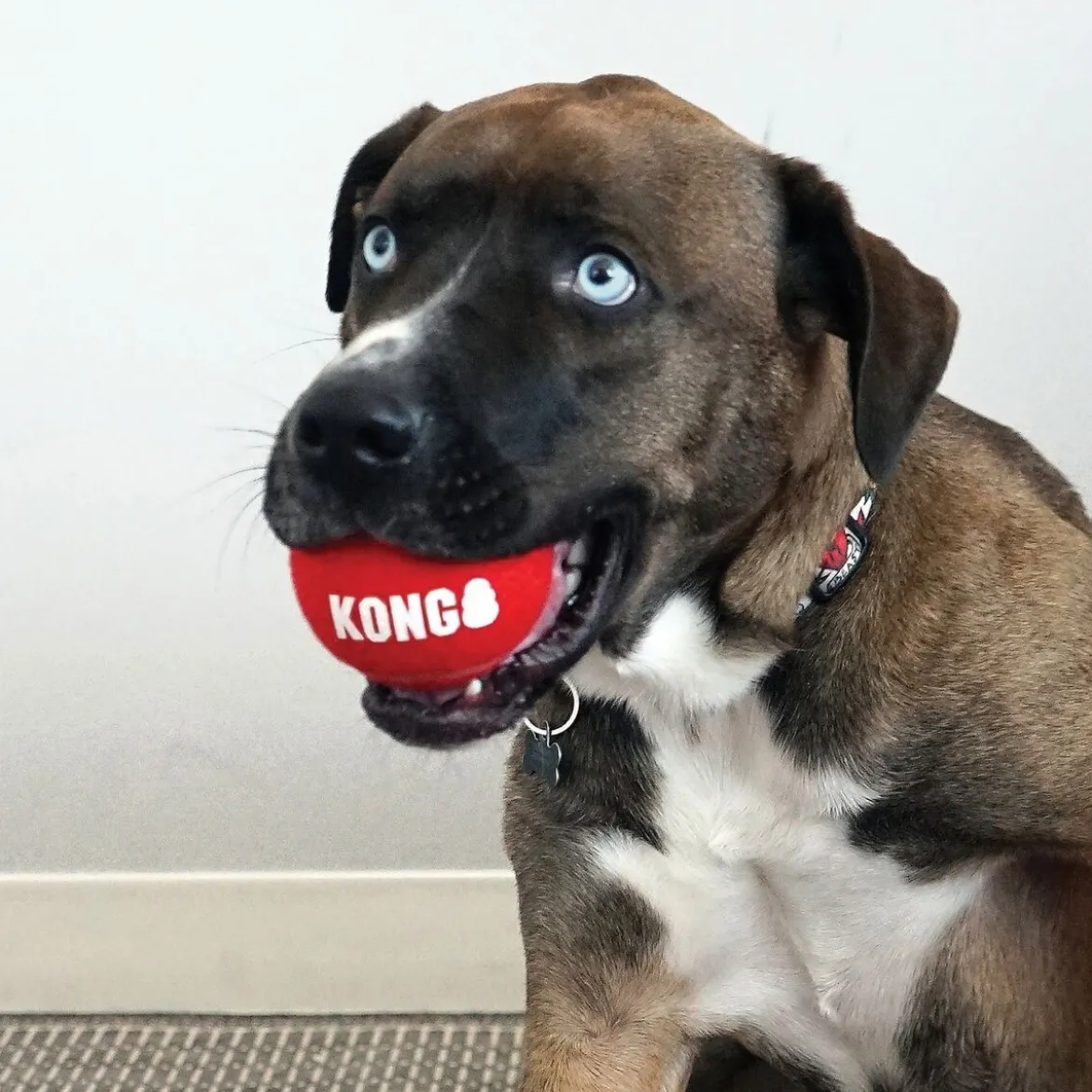 KONG Signature Sport Hundbollar S 5 cm 3-pack