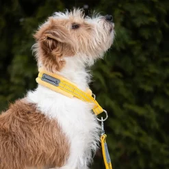 Kusse & Kutta Hundhalsband Bred Modell Gul