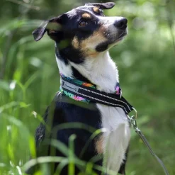 Kusse&Kutta Hundhalsband Bred Modell Tropic