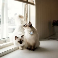 Lilcat GPS-Tracker till Katt