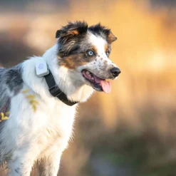 LilDog GPS-Tracker till Hund