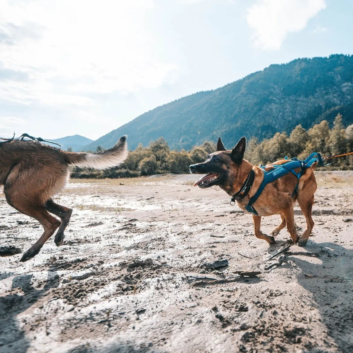 Non-Stop Dogwear Freemotion 5.0 Dragsele Turkos