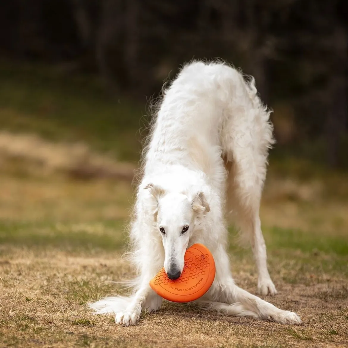 Non-Stop Dogwear Frisbee Orange