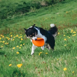 Non-Stop Dogwear Frisbee Orange