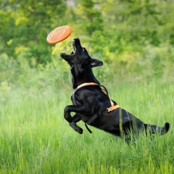 Non-Stop Dogwear Frisbee Orange