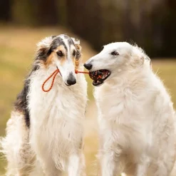 Non-Stop Dogwear Hundboll med Rep Orange/Svart