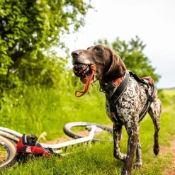 Non-Stop Dogwear Hundboll med Rep Orange/Svart