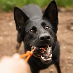 Non-Stop Dogwear Hundboll med Rep Orange/Svart