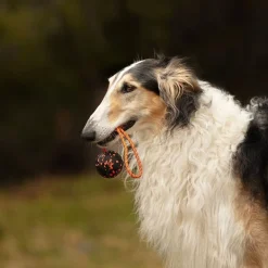 Non-Stop Dogwear Hundboll med Rep Orange/Svart