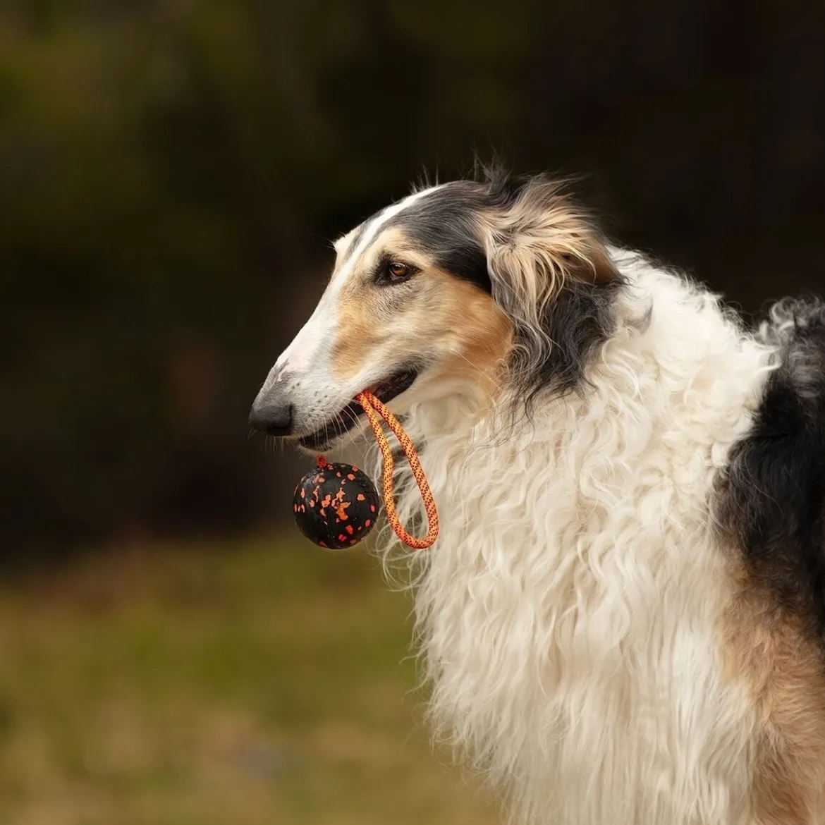 Non-Stop Dogwear Hundboll med Rep Orange/Svart
