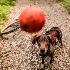 Non-stop Dogwear Hundboll Orange/Svart