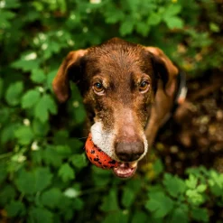 Non-stop Dogwear Hundboll Orange/Svart