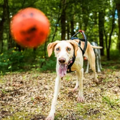 Non-stop Dogwear Hundboll Orange/Svart
