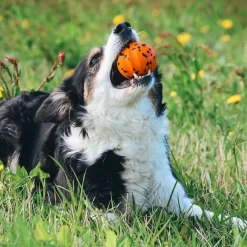 Non-stop Dogwear Hundboll Orange/Svart