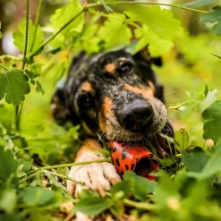 Non-Stop Dogwear Kastleksak till Hund Orange/Svart