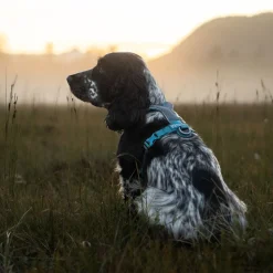 Non-Stop Dogwear Line Hundsele 5.0 Turkos