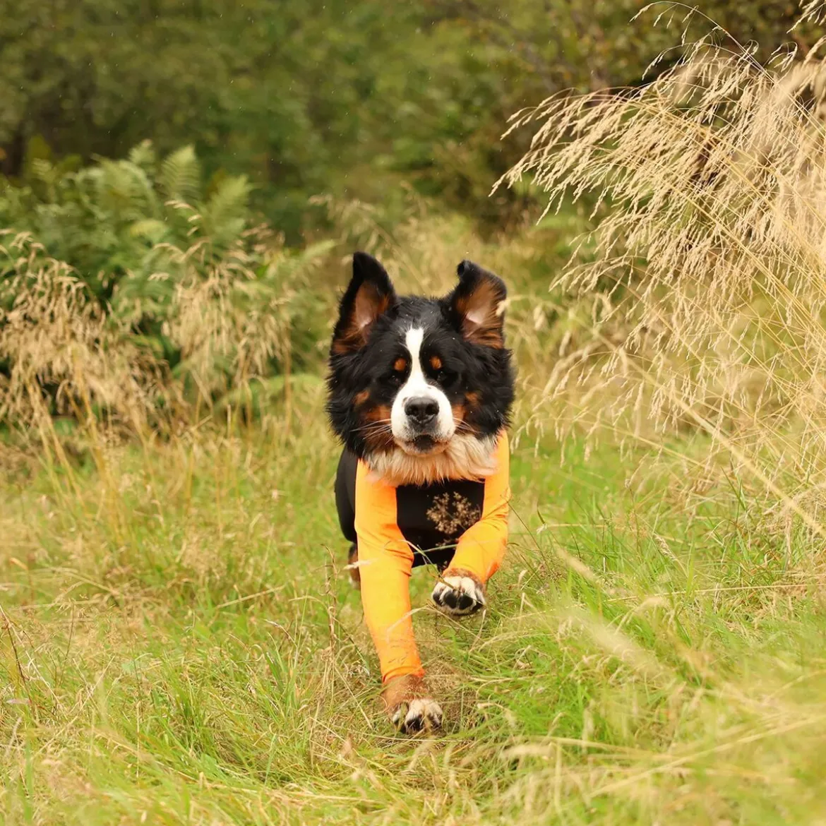 Non-stop Dogwear Protector Hundoverall Hane Svart & Orange