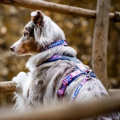 Non-stop Dogwear Trail Quest Rachel Pohl Hundhalsband Rosa/Lila