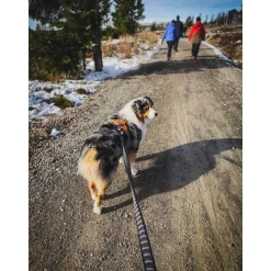 Non-stop Touring Bungee Leash