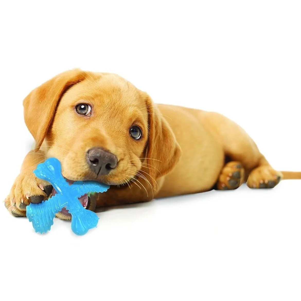 Nylabone Puppy Teething X Biff XS