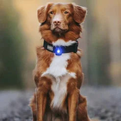 Orbiloc Säkerhetslampa till hund