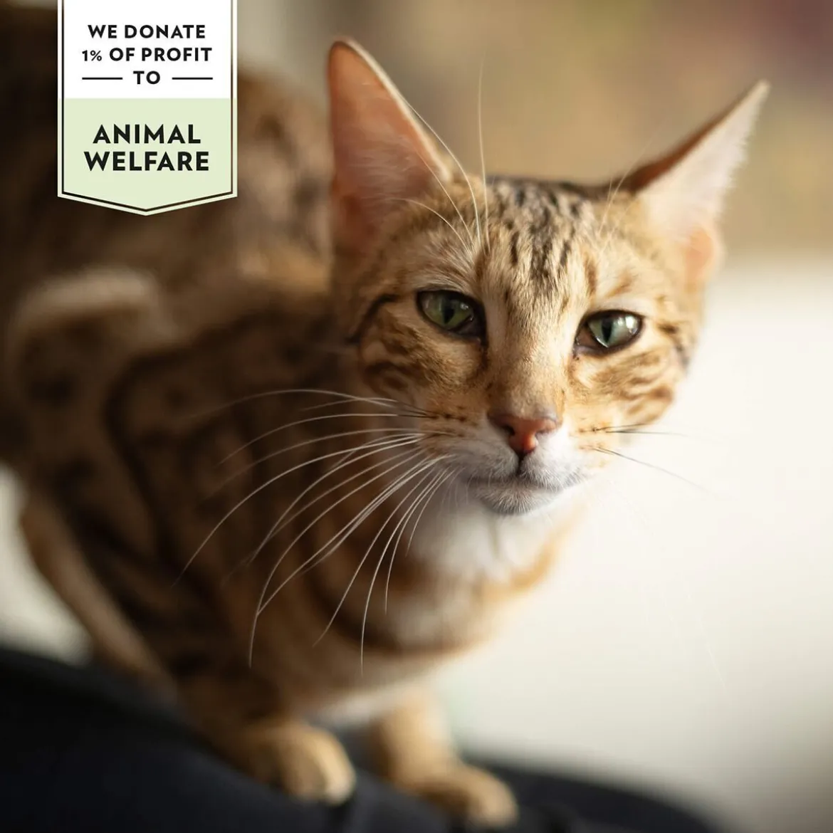 PrimaCat Crunchy Grain Free BeefAnti-hairball 40 g