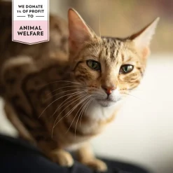 PrimaCat Softy Grain Free Mini Steak Beef 50 g