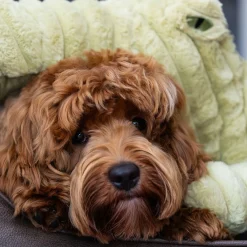 Quapas! Mjukisdjur till Hund Alligator