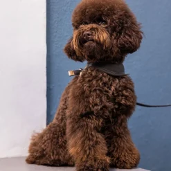 Rogz Urban Fast-Fit Hundsele Guld