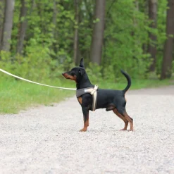 Rogz Urban Fast-Fit Hundsele Guld