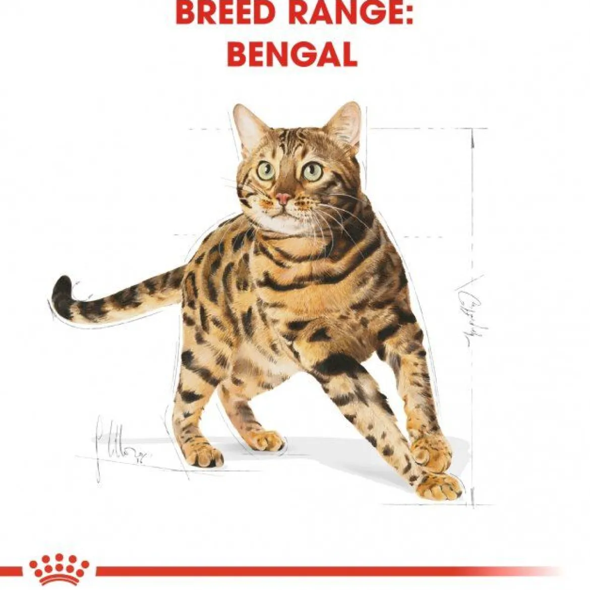 Royal Canin Bengal