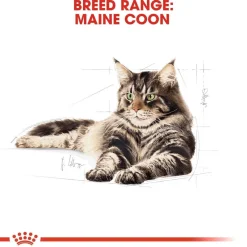 Royal Canin Maine Coon