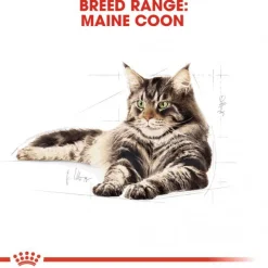 Royal Canin Maine Coon Wet 12x85g