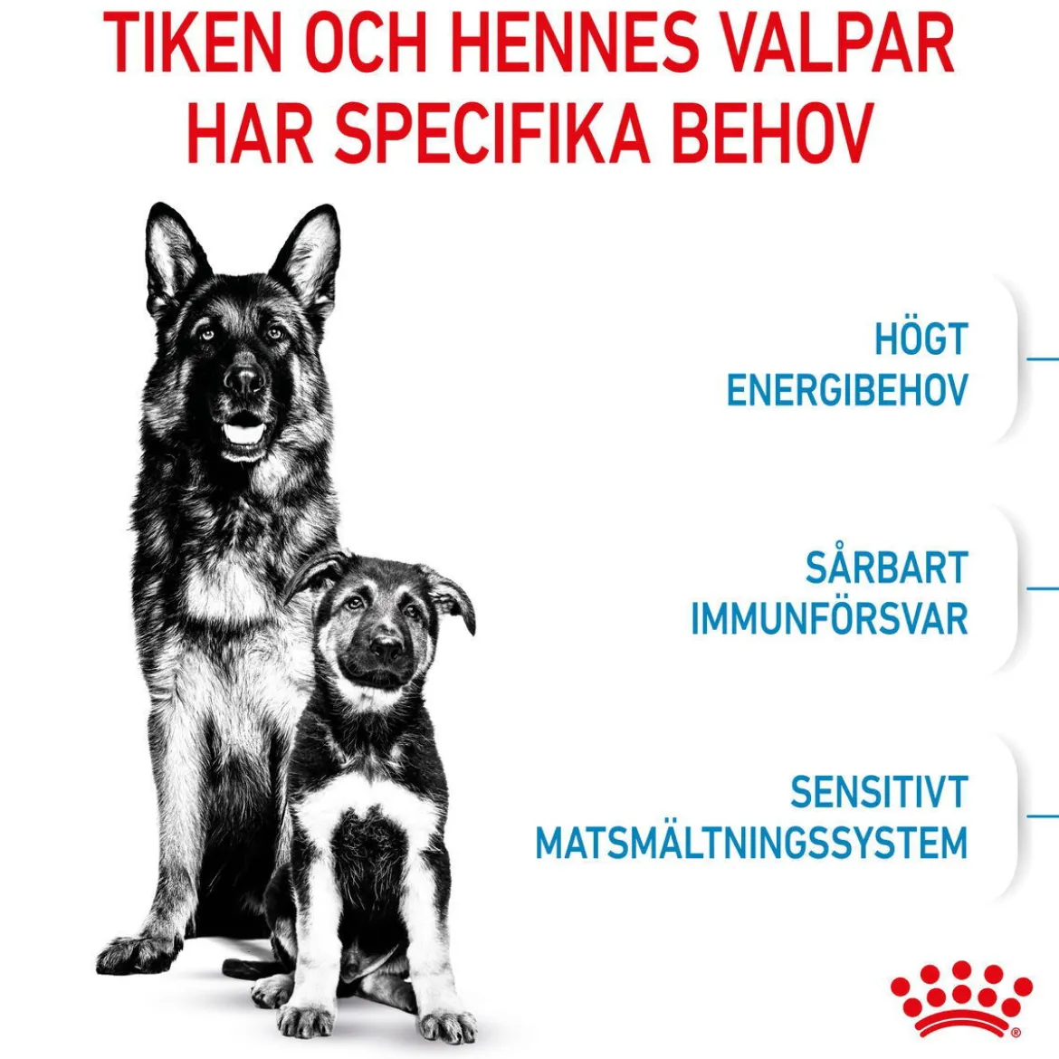 Royal Canin Maxi Starter
