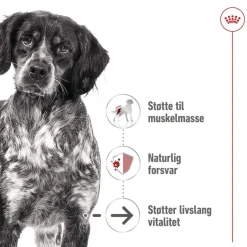 Royal Canin Medium Ageing 10+ Våtfoder (10x140g)
