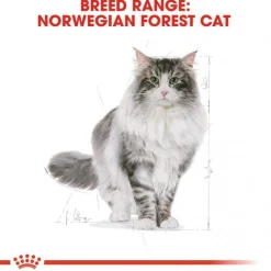 Royal Canin Norsk Skogkatt