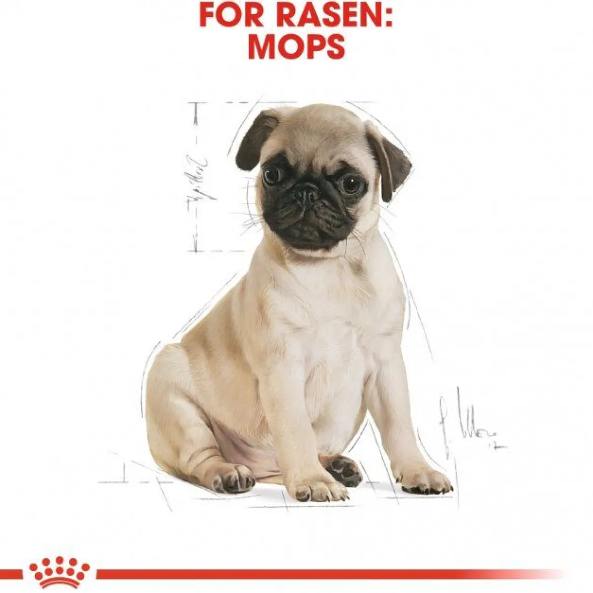 Royal Canin Pug Puppy
