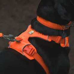 Ruffwear Front Range Hundsele Orange