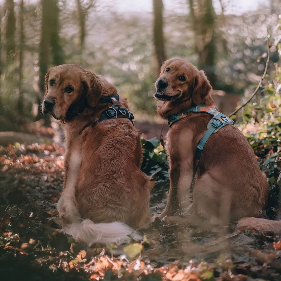 Ruffwear Front Range Hundsele Brun/Ljusbrun