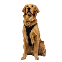Ruffwear Ridgeline Hundsele Svart
