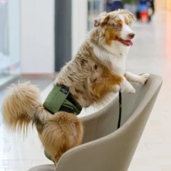 RuttuNuttu Skvättskydd till Hund Grön