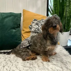 RuttuNuttu Zebra Skvättskydd för Hane Svart/Vit