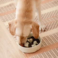 Scruffs Icon Slow Feeding Skål i Keramik Beige