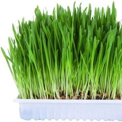 Trixie Kattgräs Refillpåse 100 g