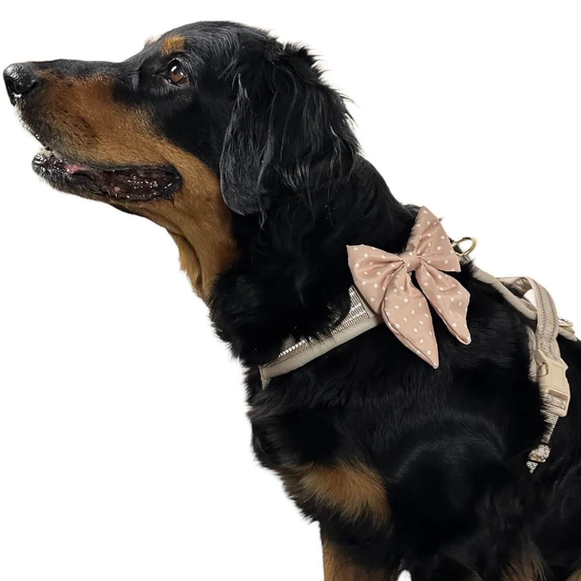 Trufois Rosett Bambi Prickig Beige