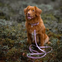 Tyylivoitto Classy Hundhalsband Stor Modell Lila
