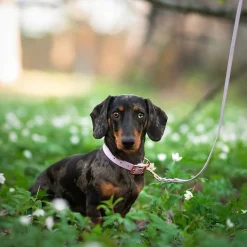 Tyylivoitto Classy Hundhalsband Stor Modell Lila