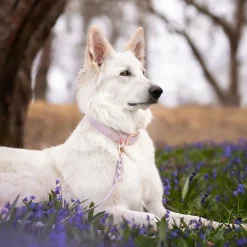 Tyylivoitto Classy Hundhalsband Stor Modell Lila