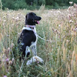 Tyylivoitto Classy Hundhalsband Stor Modell Lila